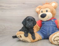 7 week old Mini Goldendoodle Puppy For Sale - Seaside Pups