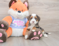 6 week old Mini Goldendoodle Puppy For Sale - Seaside Pups