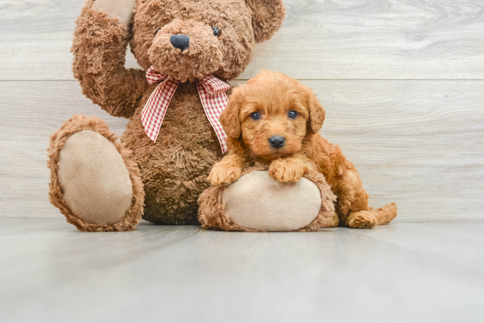 Mini Goldendoodle Puppy for Adoption