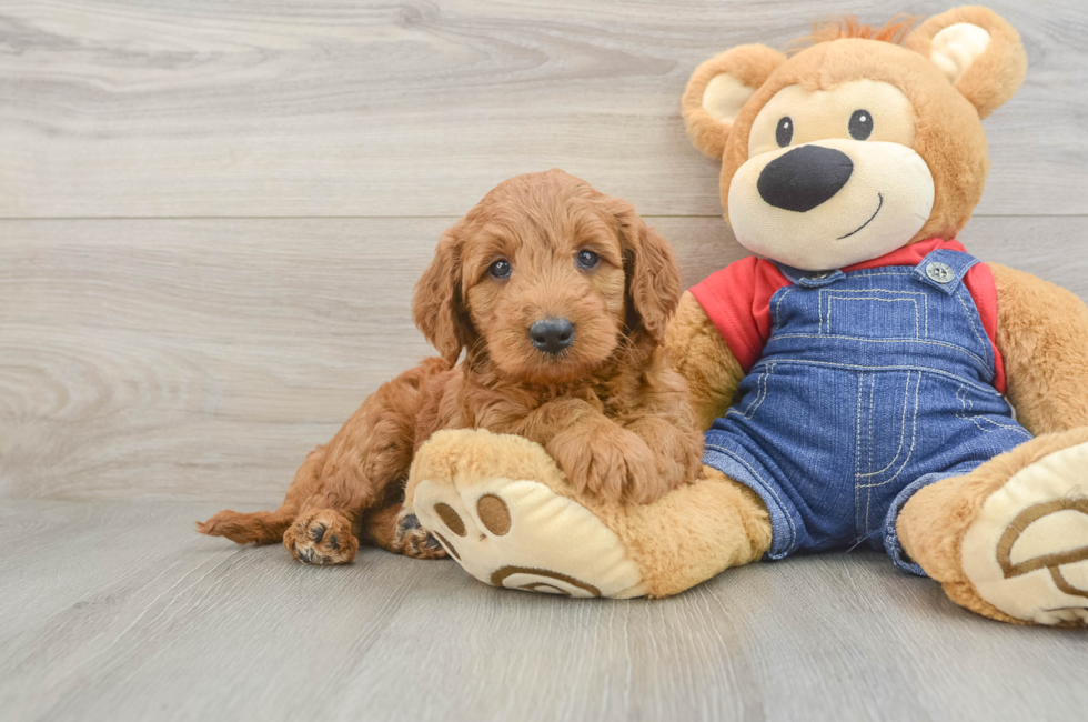 6 week old Mini Goldendoodle Puppy For Sale - Seaside Pups