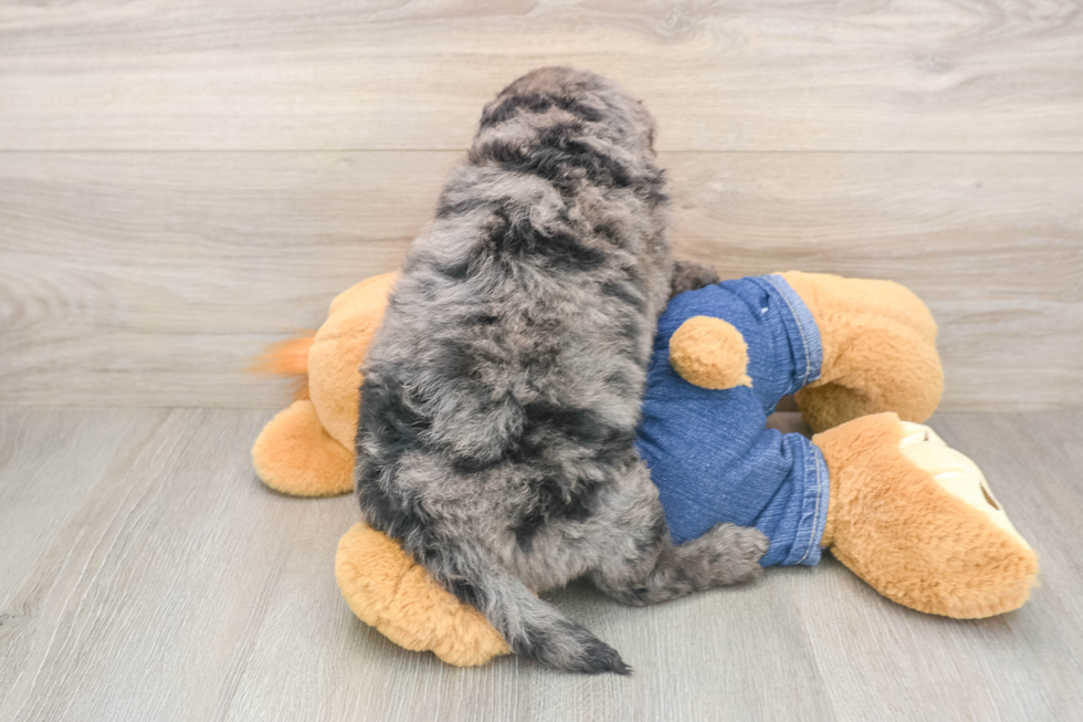 Playful Mini Groodle Poodle Mix Puppy