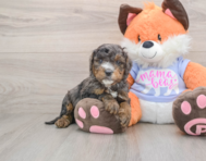 6 week old Mini Goldendoodle Puppy For Sale - Seaside Pups