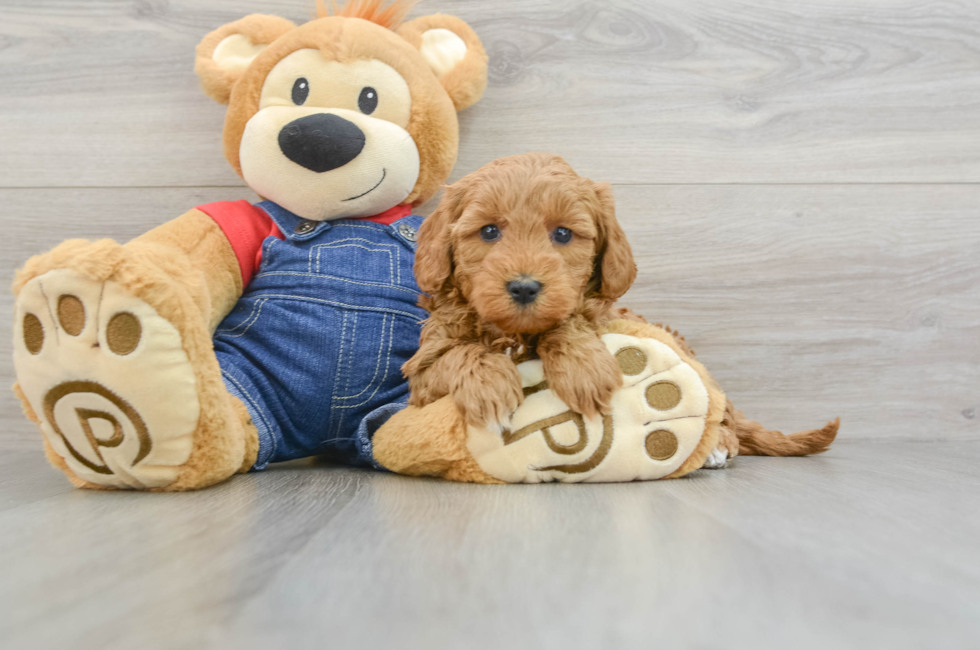 7 week old Mini Goldendoodle Puppy For Sale - Seaside Pups