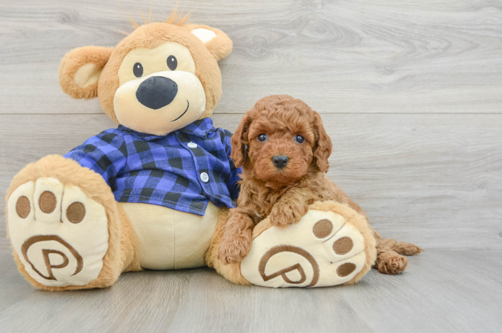8 week old Mini Goldendoodle Puppy For Sale - Seaside Pups