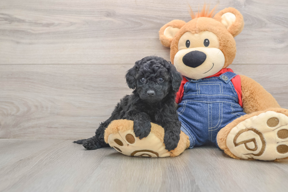 Mini Goldendoodle Puppy for Adoption