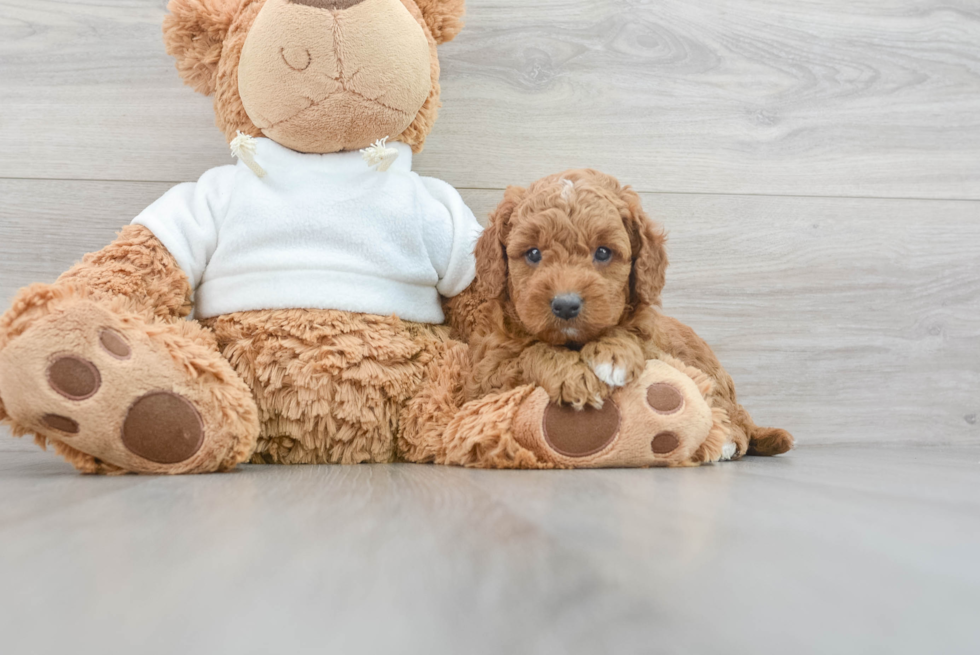 Mini Goldendoodle Pup Being Cute