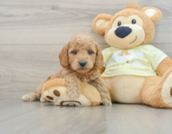 7 week old Mini Goldendoodle Puppy For Sale - Seaside Pups