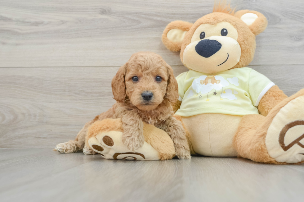 6 week old Mini Goldendoodle Puppy For Sale - Seaside Pups