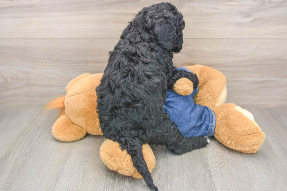 Mini Goldendoodle Pup Being Cute