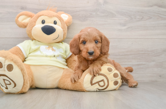 Best Mini Goldendoodle Baby