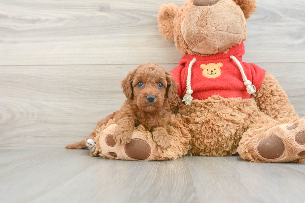 Mini Goldendoodle Puppy for Adoption