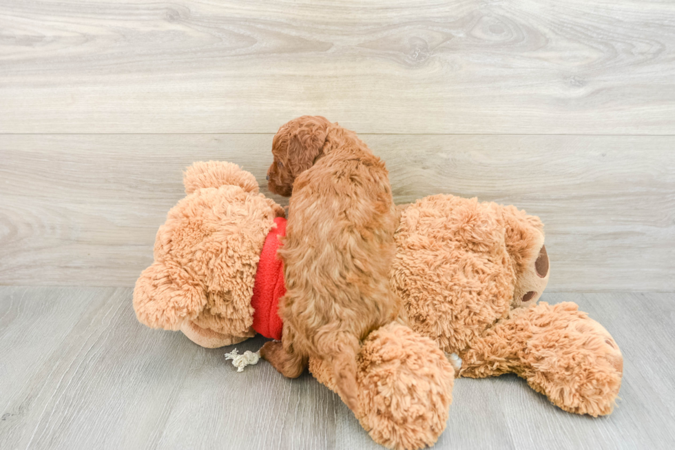 Mini Goldendoodle Puppy for Adoption