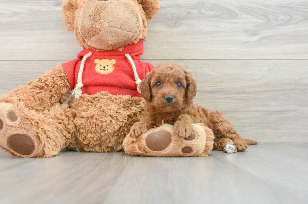 7 week old Mini Goldendoodle Puppy For Sale - Seaside Pups