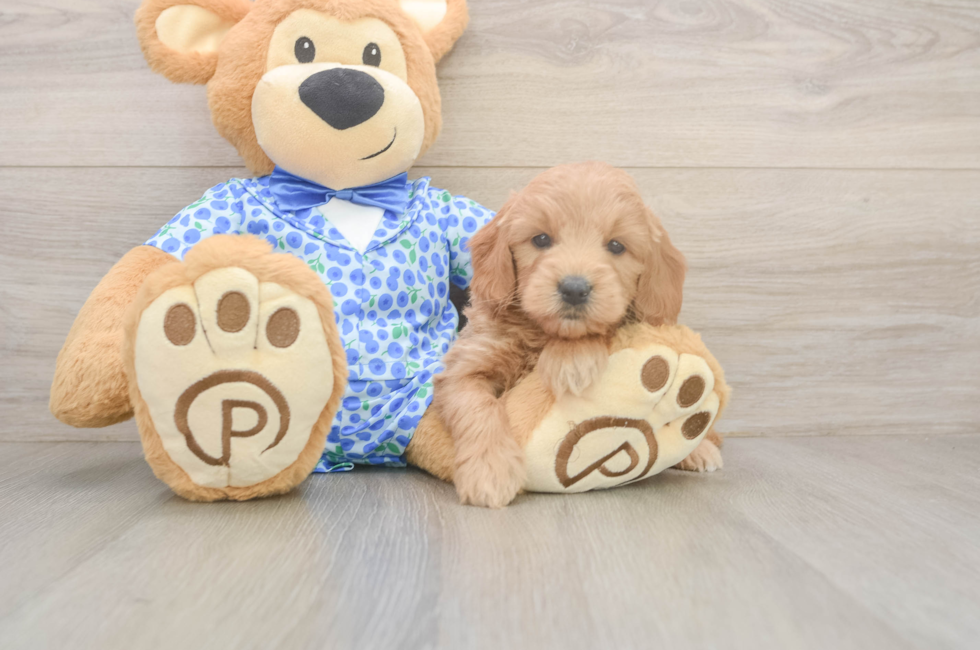6 week old Mini Goldendoodle Puppy For Sale - Seaside Pups