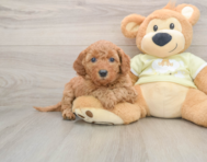 7 week old Mini Goldendoodle Puppy For Sale - Seaside Pups