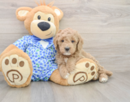 7 week old Mini Goldendoodle Puppy For Sale - Seaside Pups