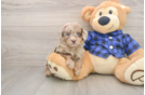 Fluffy Mini Goldendoodle Poodle Mix Pup