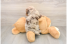 Mini Goldendoodle Puppy for Adoption