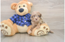 Friendly Mini Goldendoodle Baby