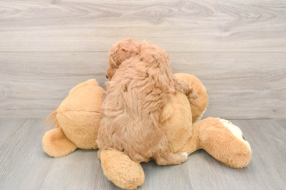 Mini Goldendoodle Pup Being Cute