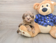 7 week old Mini Goldendoodle Puppy For Sale - Seaside Pups