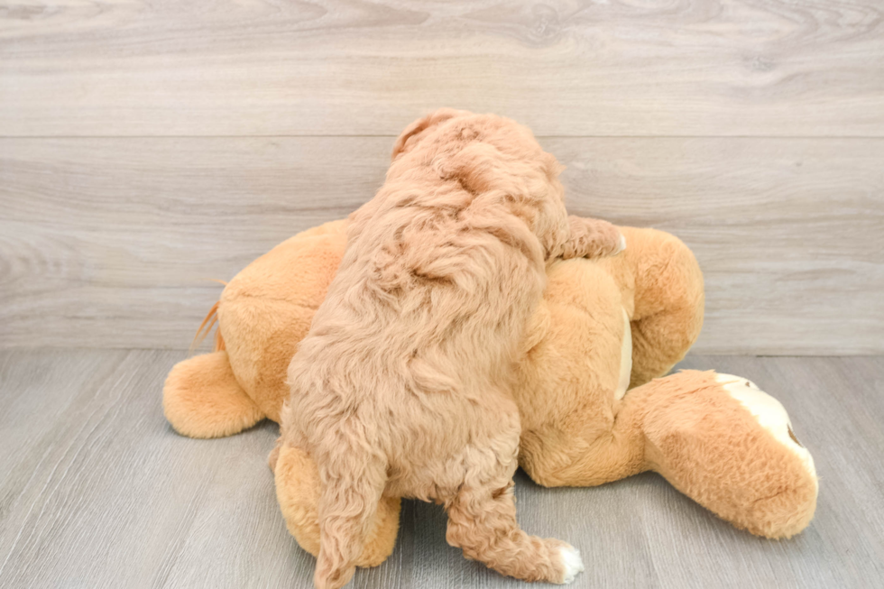 Petite Mini Goldendoodle Poodle Mix Pup