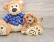 6 week old Mini Goldendoodle Puppy For Sale - Seaside Pups