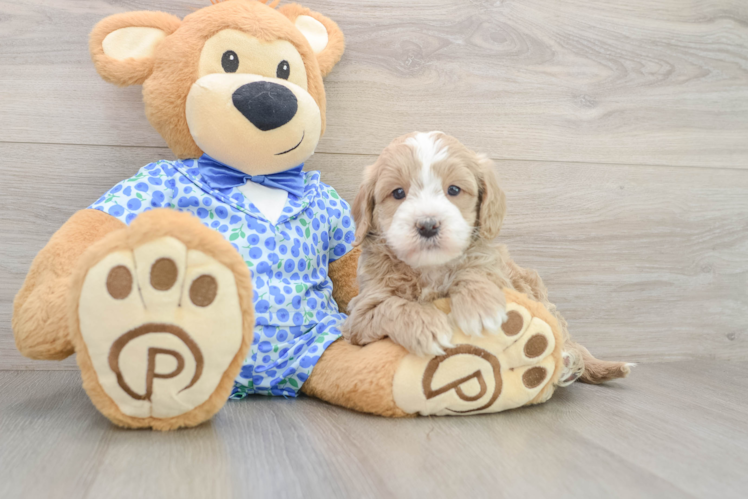 Mini Goldendoodle Puppy for Adoption