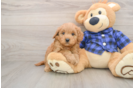 Petite Mini Goldendoodle Poodle Mix Pup
