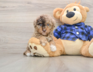 8 week old Mini Goldendoodle Puppy For Sale - Seaside Pups