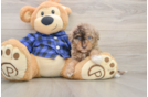 Mini Goldendoodle Pup Being Cute