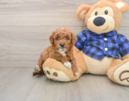 6 week old Mini Goldendoodle Puppy For Sale - Seaside Pups