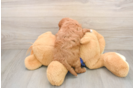 Fluffy Mini Goldendoodle Poodle Mix Pup