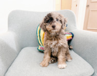 9 week old Mini Goldendoodle Puppy For Sale - Seaside Pups