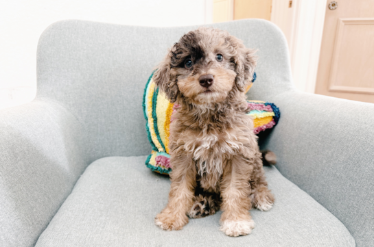Cute Mini Goldendoodle Poodle Mix Pup
