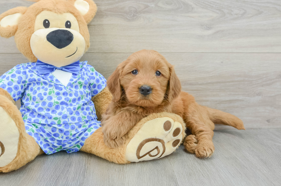 5 week old Mini Goldendoodle Puppy For Sale - Seaside Pups