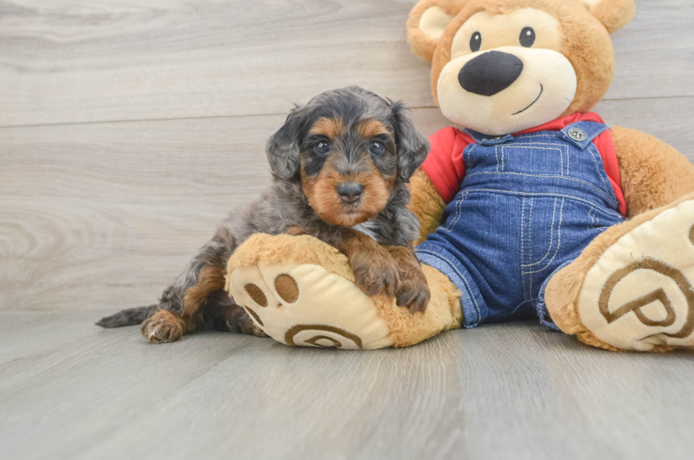 5 week old Mini Goldendoodle Puppy For Sale - Seaside Pups
