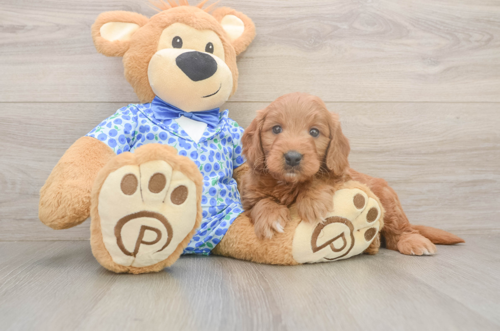6 week old Mini Goldendoodle Puppy For Sale - Seaside Pups