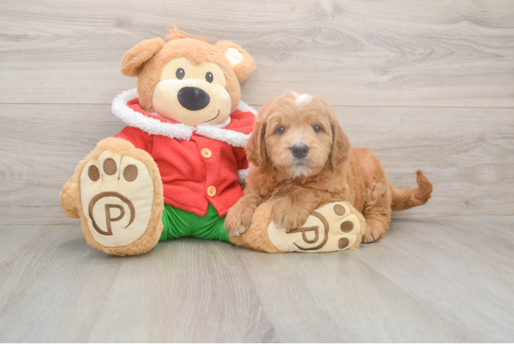 Best Mini Goldendoodle Baby