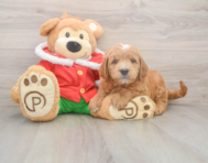 5 week old Mini Goldendoodle Puppy For Sale - Seaside Pups