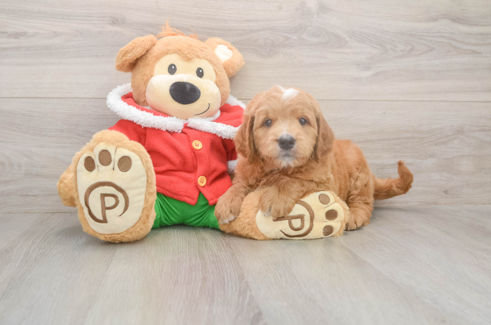 5 week old Mini Goldendoodle Puppy For Sale - Seaside Pups