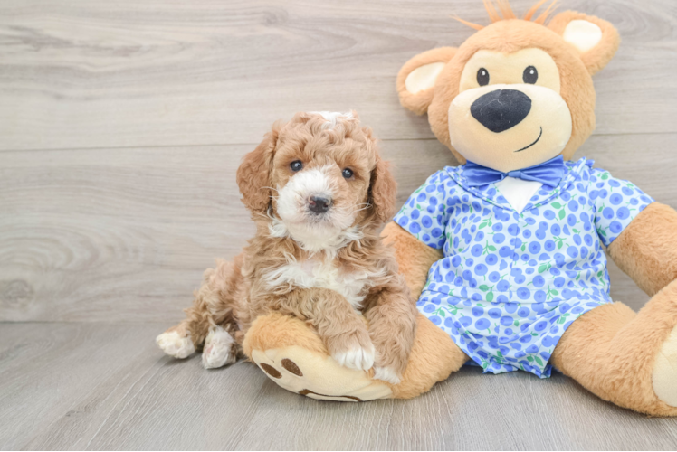 Mini Goldendoodle Pup Being Cute