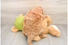 Best Mini Goldendoodle Baby