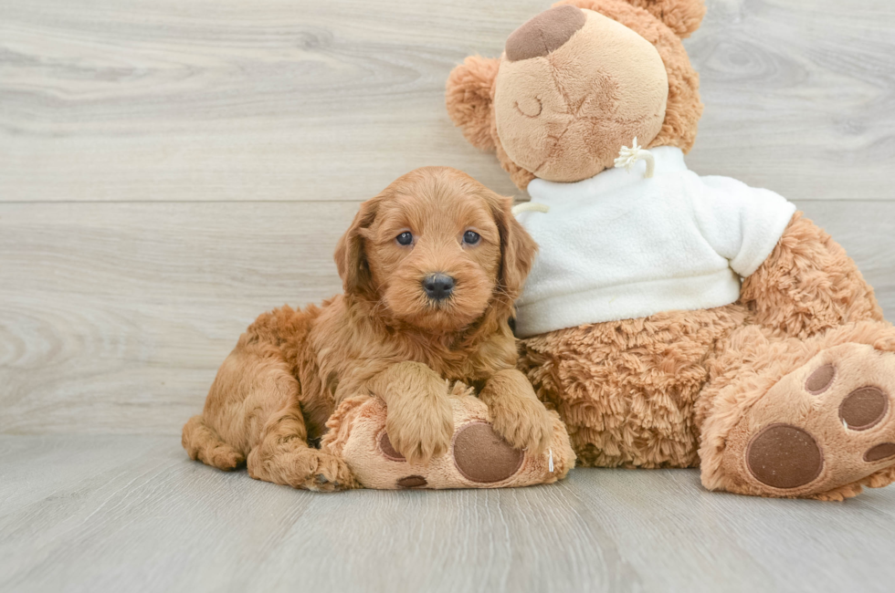 6 week old Mini Goldendoodle Puppy For Sale - Seaside Pups