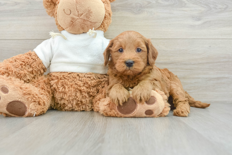 Mini Goldendoodle Pup Being Cute