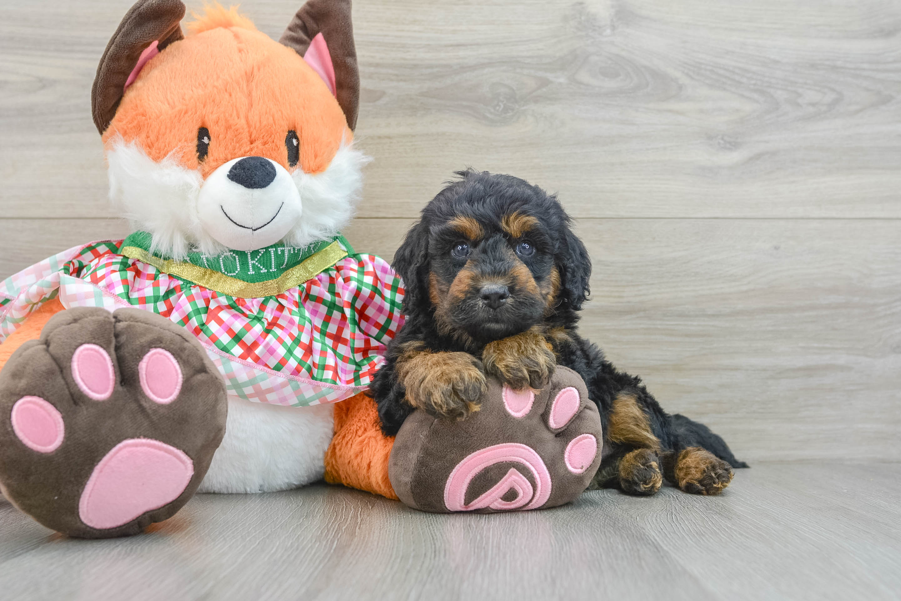 Adorable Golden Retriever Poodle Mix Poodle Mix Puppy
