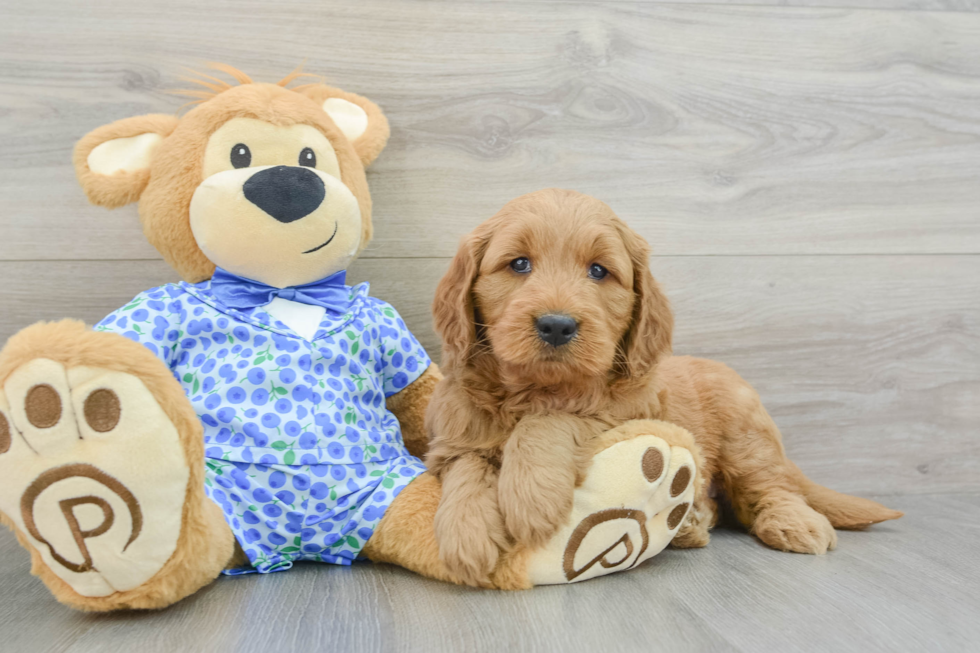 Adorable Golden Retriever Poodle Mix Poodle Mix Puppy