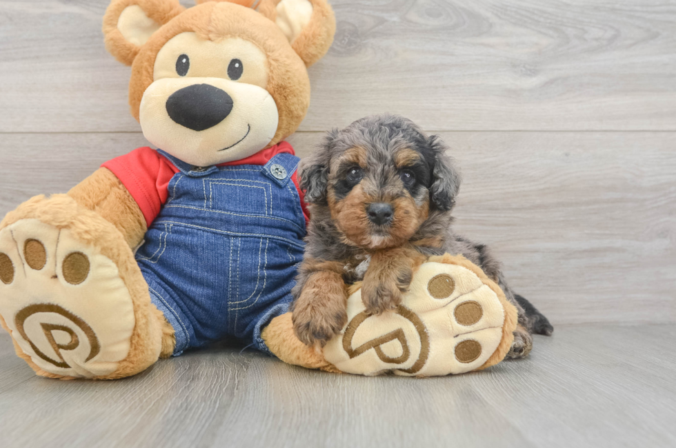 5 week old Mini Goldendoodle Puppy For Sale - Seaside Pups