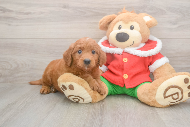 Hypoallergenic Mini Goldiepoo Poodle Mix Puppy