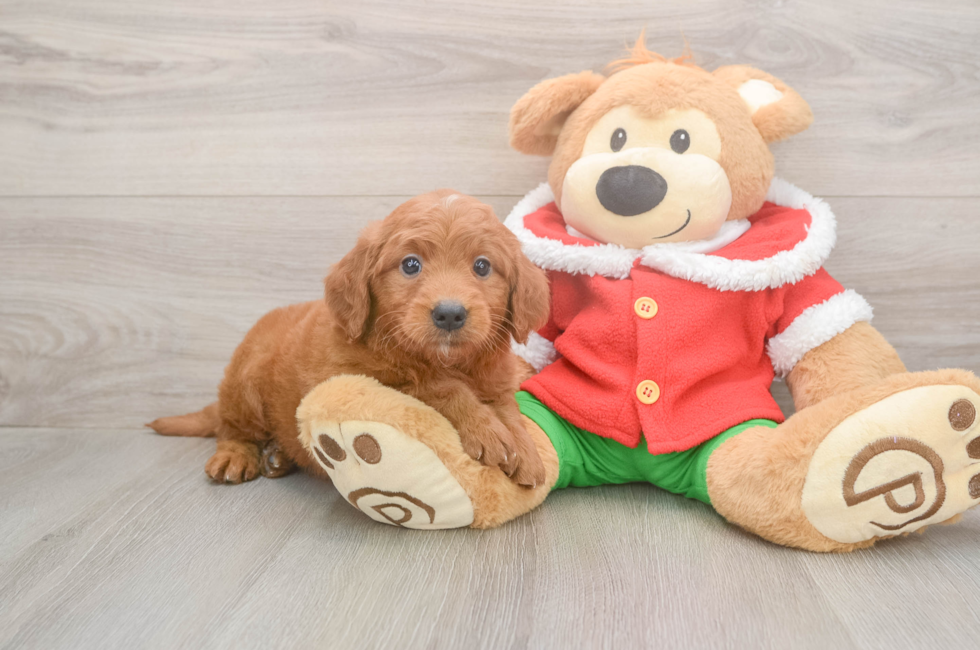 5 week old Mini Goldendoodle Puppy For Sale - Seaside Pups